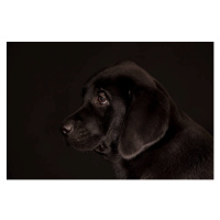 Fotografie black Labrador Retriever puppy, Koljambus, (40 x 26.7 cm)