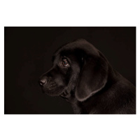 Fotografie black Labrador Retriever puppy, Koljambus, 40 × 26.7 cm