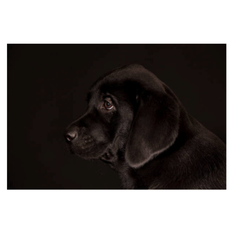 Plakát, Obraz - black Labrador Retriever puppy, Koljambus, 40 × 26.7 cm