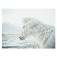 Umělecká fotografie Icelandic Horse, Andre Schoenherr, (40 x 30 cm)