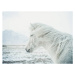 Fotografie Icelandic Horse, Andre Schoenherr, 40 × 30 cm