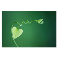 Fotografie Delicate vine with heart shaped leaves, ZenShui/Michele Constantini, 40 × 26.7 cm