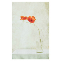 Ilustrace Two Poppies in a Bottle, Delphine Devos, 26.7 × 40 cm