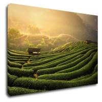 Impresi Obraz Východ slunce čajovníková plantáž - 90 x 60 cm