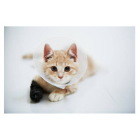 Fotografie Cat wearing medical cone collar, Johner Images, 40 × 26.7 cm