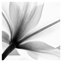 Fotografie lily flower, letty17, 40 × 40 cm