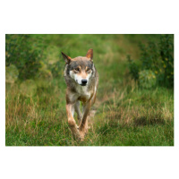 Fotografie close up of a running wolf, winyuu, 40 × 26.7 cm