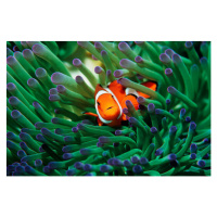 Fotografie False clown anemonefish  sheltering in, Georgette Douwma, 40 × 26.7 cm