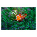 Fotografie False clown anemonefish  sheltering in, Georgette Douwma, 40 × 26.7 cm