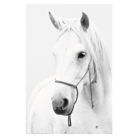 Plakát, Obraz - Bílý kůň, 61 × 91.5 cm