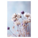 Fotografie Pastel Dry Flowers No 4, Treechild, 26.7 × 40 cm