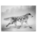 Obraz Styler Canvas Nordic Wolf, 75 x 100 cm