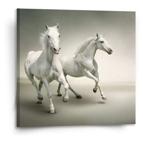 Obraz Dva bílí koně - 110x110 cm