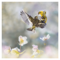 Fotografie Spinus in the spring, Martine Benezech, 40 × 40 cm