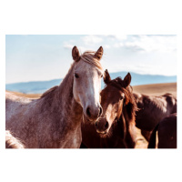 Fotografie Wild horses in nature reserve, ti-ja, 40x26.7 cm