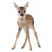 Nástěnná samolepka Dekornik Deer Lucy, 55 x 88 cm