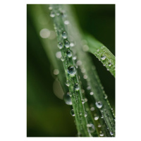 Fotografie Drops on plants, Javier Pardina, 26.7 × 40 cm