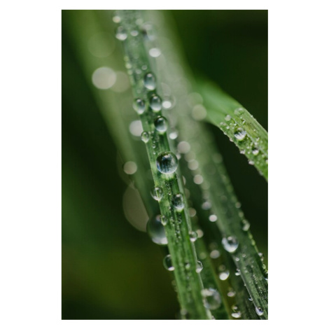 Fotografie Drops on plants, Javier Pardina, 26.7 × 40 cm