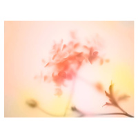 Fotografie Multi colored abstract background of the flower, Level1studio, 40x30 cm