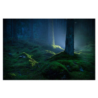 Fotografie Spruce forest with moss at night, Schon, 40 × 26.7 cm