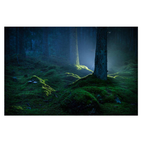 Umělecká fotografie Spruce forest with moss at night, Schon, (40 x 26.7 cm)