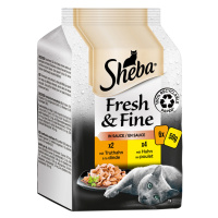 Megapack Sheba Fresh & Fine kapsičky 12 x 50 g - kuřecí a krůtí v omáčce