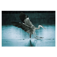 Fotografie Close-up of gray heron flying over lake, mikusistvan / 500px, 40 × 26.7 cm