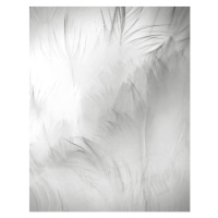 Fotografie Close Up Detail of Swan Feathers, Vicki Jauron, Babylon and Beyond Photography, 30 × 