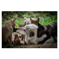 Fotografie Wolf with litter of playful cubs, Zocha_K, 40x26.7 cm