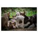 Fotografie Wolf with litter of playful cubs, Zocha_K, (40 x 26.7 cm)