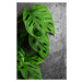Ilustrace Montstera monkey leaf, zetat, 26.7x40 cm