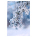 Ilustrace Christmas Tree Branches on Frost Forest, oxygen, 26.7 × 40 cm