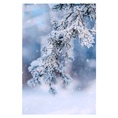 Ilustrace Christmas Tree Branches on Frost Forest, oxygen, (26.7 x 40 cm)
