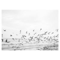 Fotografie Seagulls - Coastal black and white, Raisa Zwart, (40 x 30 cm)