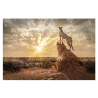 Fotografie SundownCheetah, Marcel Egger, 40x26.7 cm