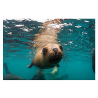 Fotografie Young South American sea lion pup, by wildestanimal, 40x26.7 cm
