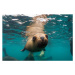 Fotografie Young South American sea lion pup, by wildestanimal, 40 × 26.7 cm