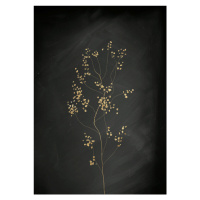 Ilustrace Black Gold Botanical No 3, Aureous, 30 × 40 cm