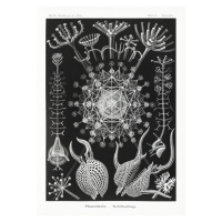 Obrazová reprodukce Phaeodaria–Rohrstrahlinge (1904), Ernst Haeckel, 30 × 40 cm