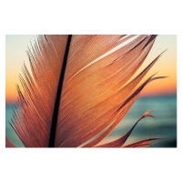 Fotografie Bird feather on sunset background, katkov, 40 × 26.7 cm