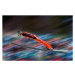 Fotografie Ski jumper in mid-air against blurred background, technotr, 40 × 26.7 cm