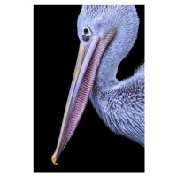 Fotografie Portrait of bird, Hardik Pandya, 26.7 × 40 cm