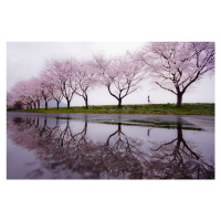 Fotografie Rain of spring, Kouji Tomihisa, 40 × 26.7 cm