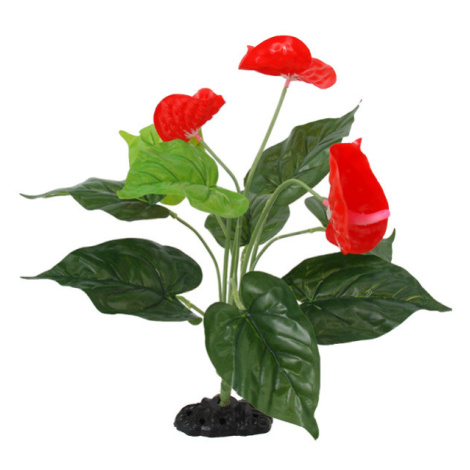 Rostlina Repti Planet kvetoucí Anthurium 40cm