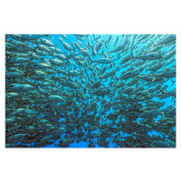 Fotografie Splitted School of Jackfish, Henry Jager, 40 × 26.7 cm