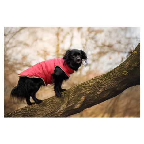 Vsepropejska Celine zimní bunda pro psa Barva: Vínová, Délka zad (cm): 50, Obvod hrudníku: 56 - 
