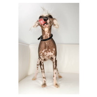 Fotografie Chinese Crested dog portrait., - Fotosearch, (26.7 x 40 cm)