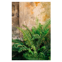Umělecká fotografie Green fern leaves lush foliage., Olena  Malik, (26.7 x 40 cm)