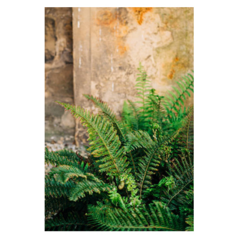 Umělecká fotografie Green fern leaves lush foliage., Olena  Malik, (26.7 x 40 cm)