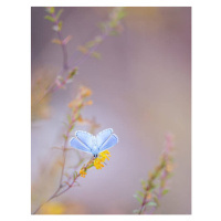 Fotografie Close-up of butterfly pollinating on flower,Barcelona,Spain, Cris Ayala / 500px, 30 ×